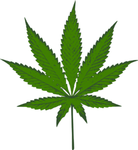 plantecannabis