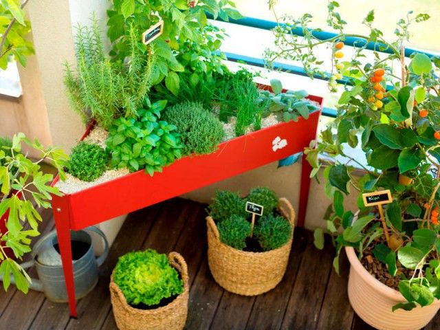 Comment faire pousser des légumes chez soi ? - Les Fossettes de Camille
