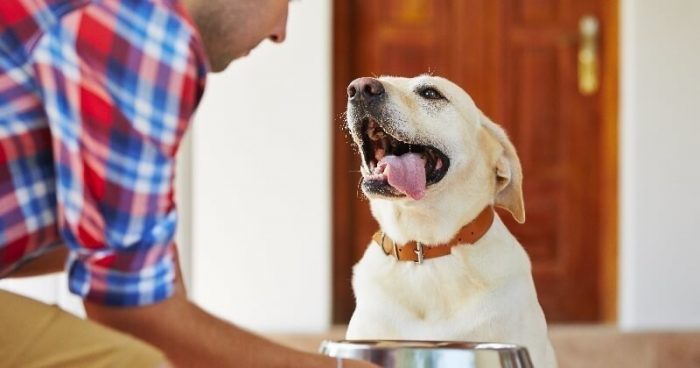 Les Critères à Prendre En Compte Pour Choisir L’alimentation De Son Chien